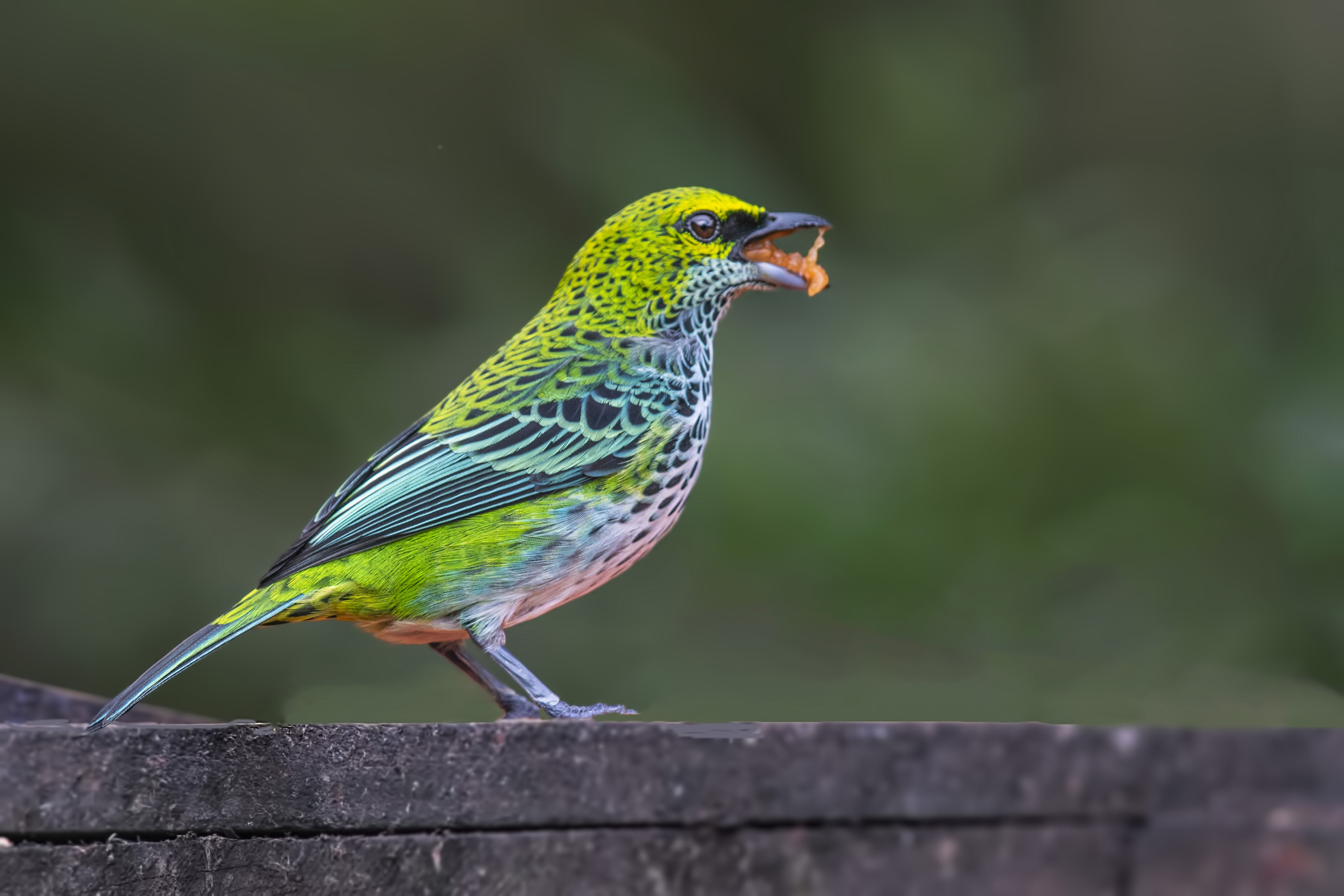 Speckled Tanager
